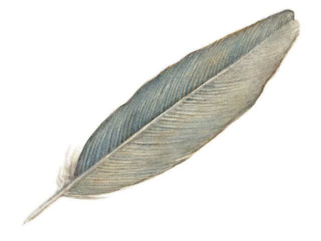 Feather - Wikipedia