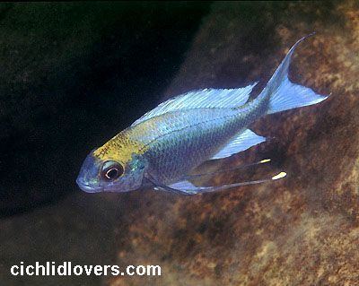 Featherfin cichlid 1000 images about i cichlids on Pinterest Lakes Malawi