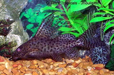 Featherfin squeaker Featherfin Squeaker Synodontis Eupterus Tim39s Tropical Fish and