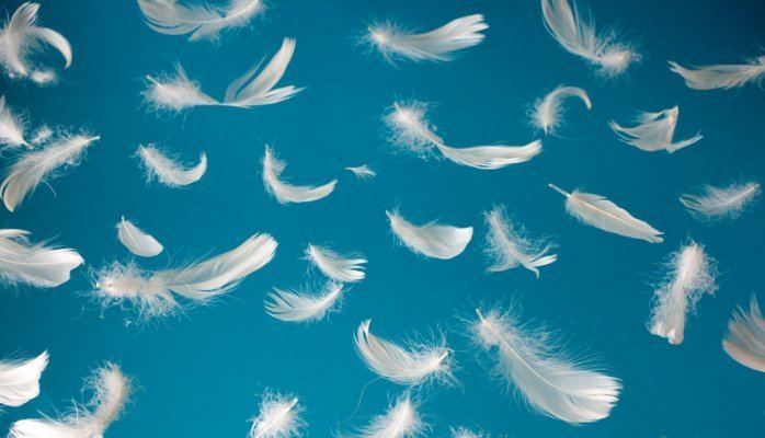 Feathers in the Wind Feathers in the wind Guard Against defamation beware defamers