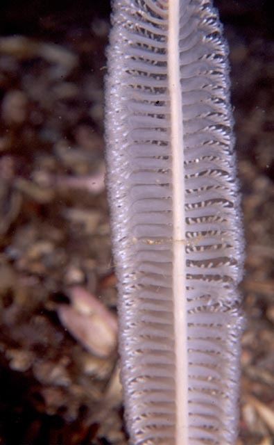 Feathery sea pen