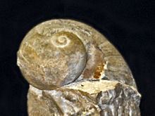 Fedaiella httpsuploadwikimediaorgwikipediacommonsthu
