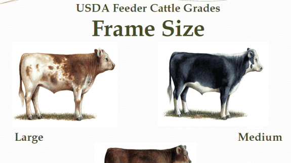 Feeder cattle beef2livecomcdfmBeeive53author995201412fee