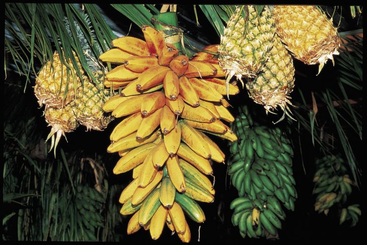 Fe'i banana 1000 images about Banana Trees on Pinterest Trees Growing plants