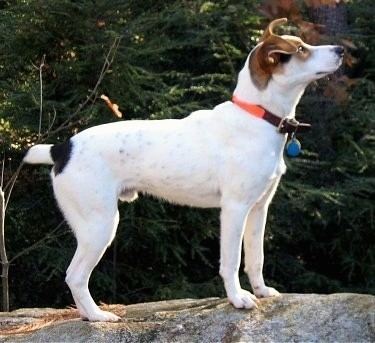 Feist (dog) Mountain Feist Dog Breed Information and Pictures