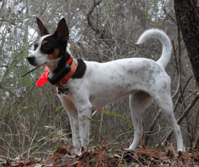 feist dog breed personality