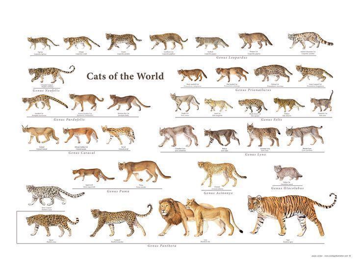 Felidae Intro to Felidae Family Animal Almanac