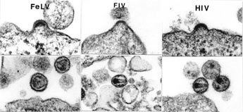 Feline immunodeficiency virus Feline Friend