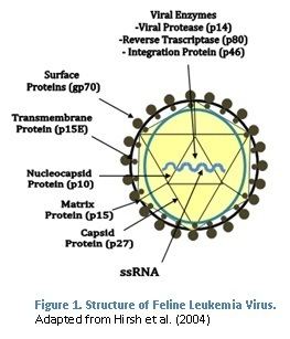 Feline leukemia virus FIV amp FeLV Understanding the Problem