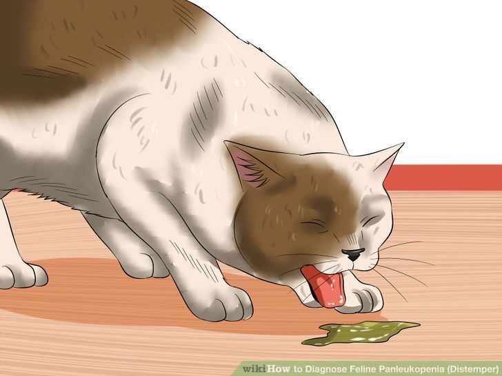 Feline panleukopenia How to Diagnose Feline Panleukopenia Distemper 12 Steps