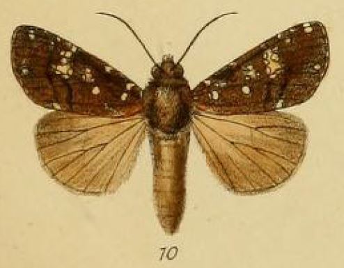 Feliniopsis africana