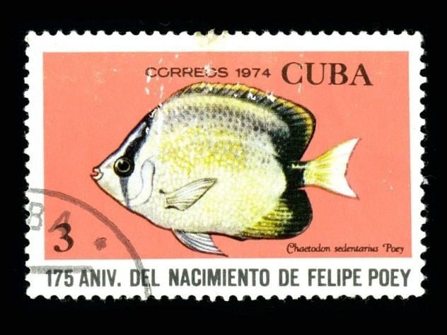 Felipe Poey Brief life of Cuban naturalist Felipe Poey by Lindsay Brownell