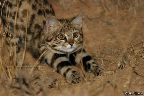 Felis Felis nigripes Blackfooted Cat Smallspotted Cat