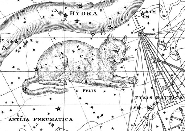 Felis (constellation) Animal Magic Eclectic Eccentricity