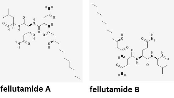 Fellutamide