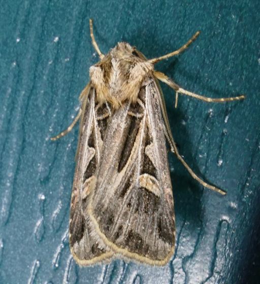 Feltia jaculifera Feltia jaculifera Dingy Cutworm Moth Prairie Haven