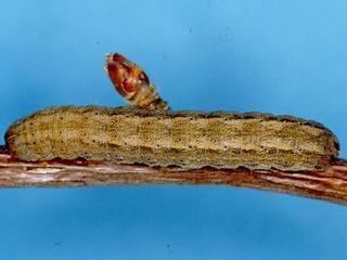 Feltia jaculifera Feltia jaculifera Dingy Cutworm Moth Discover Life