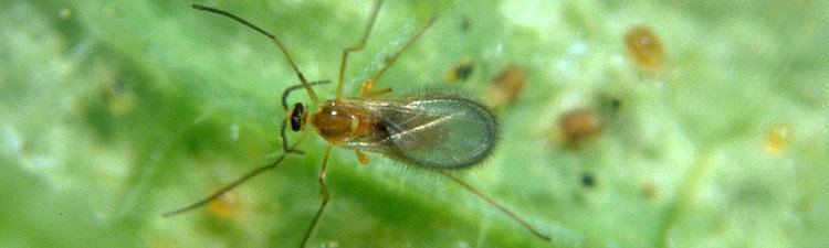 Feltiella acarisuga Products pests diseases Koppert biological control natural pollination