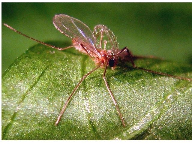 Feltiella acarisuga wwwnaturalinsectcontrolcomproductimageszoom000