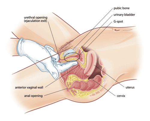 Female Ejaculation- Female internal genitals