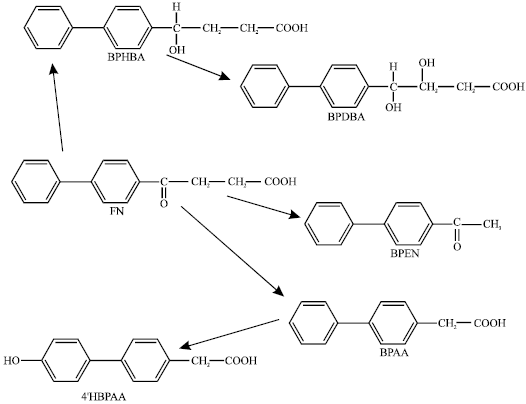 Fenbufen Molecular Modelling Analysis of the Metabolism of Fenbufen