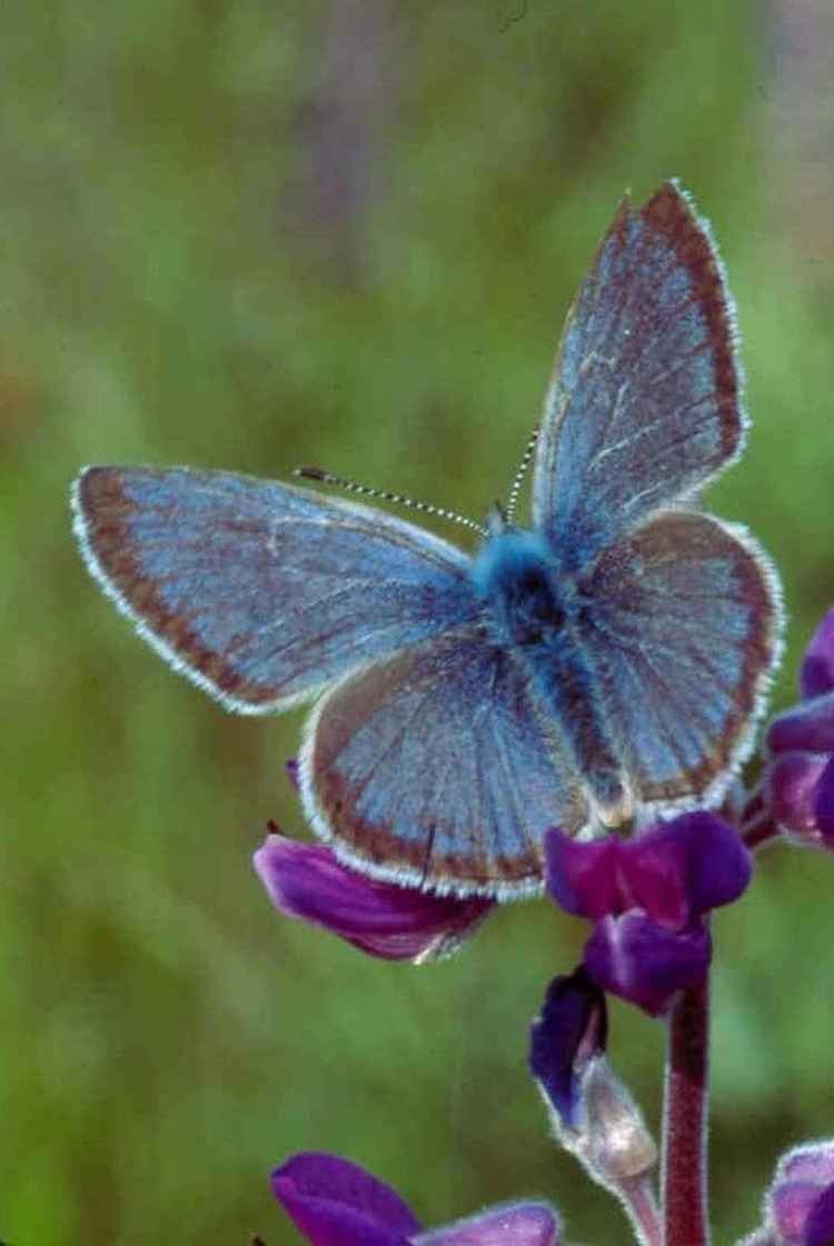 Fender's blue butterfly httpsuploadwikimediaorgwikipediacommons55