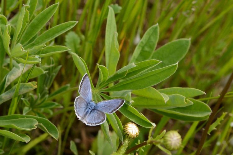 Fender's blue butterfly Fender39s Blue Butterfly Prairie Habitat