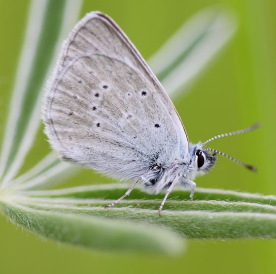 Fender's blue butterfly Fender39s Blue Butterfly Plebejus icarioides BugGuideNet