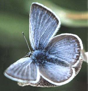 Fender's blue butterfly Threatened and Endangered Insect Abstracts