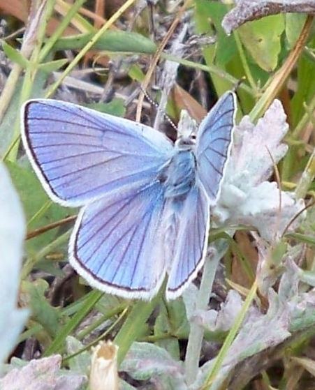 Fender's blue butterfly 1000 images about Butterflies Fender39s Blue Icaricia icarioides