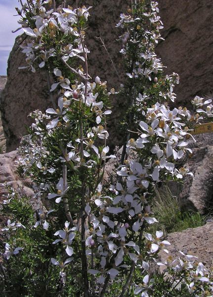 Fendlera rupicola Southwest Colorado Wildflowers Fendlera rupicola