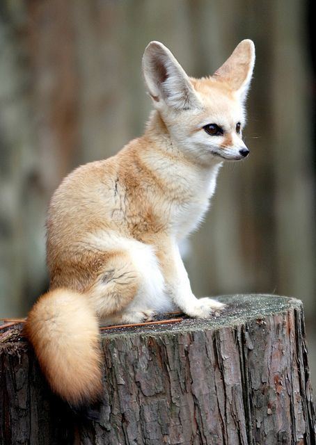 Fennec fox 1000 ideas about Fennec Fox on Pinterest Red fox Fox and