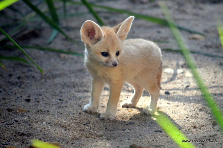 wild republic fennec fox