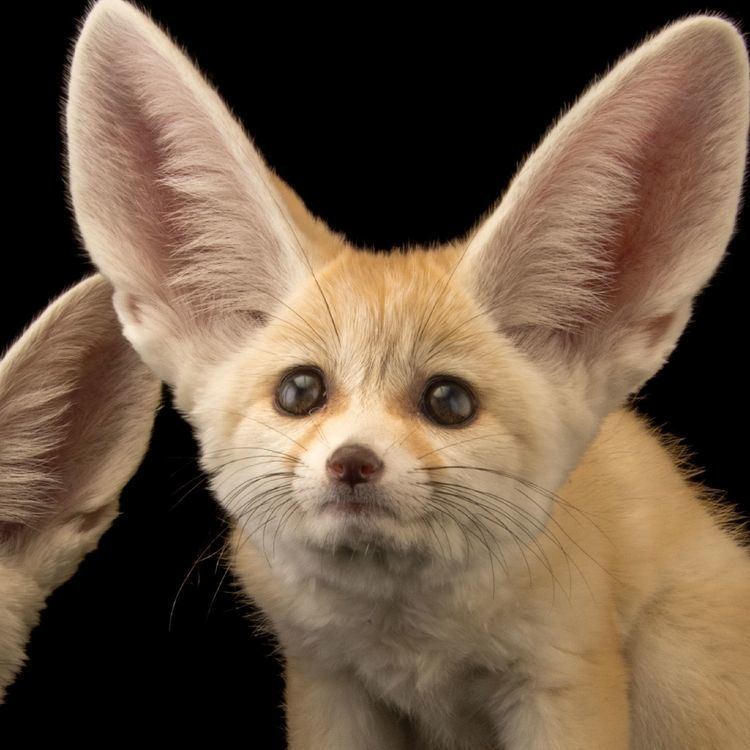 Fennec fox - Alchetron, The Free Social Encyclopedia