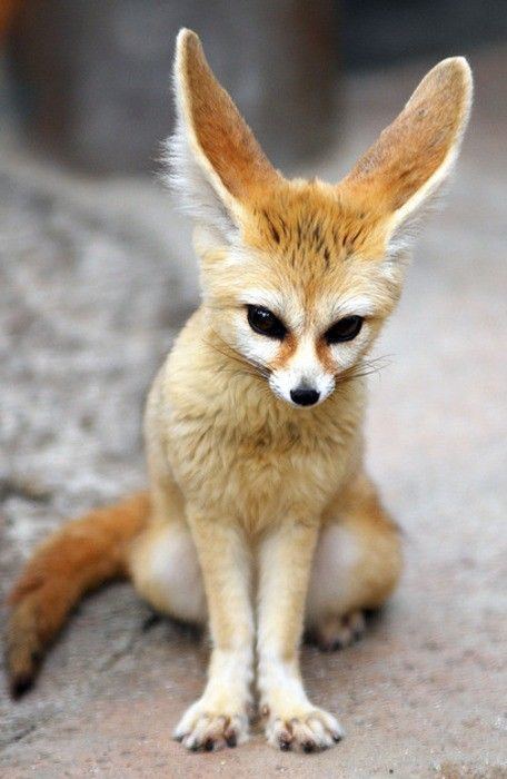 Fennec Fox Alchetron The Free Social Encyclopedia