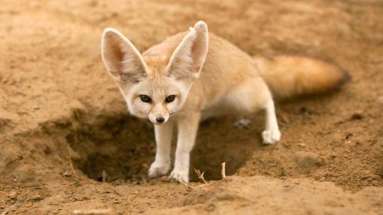 Fennec Fox Alchetron The Free Social Encyclopedia