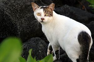 Feral cat Feral cat Wikipedia