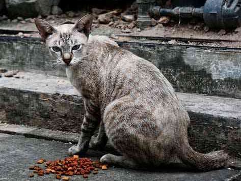 Feral cat What is a Feral Cat Understanding Street Cats petMD