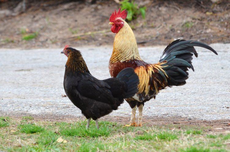 Feral chicken Feral chickens of Bermuda