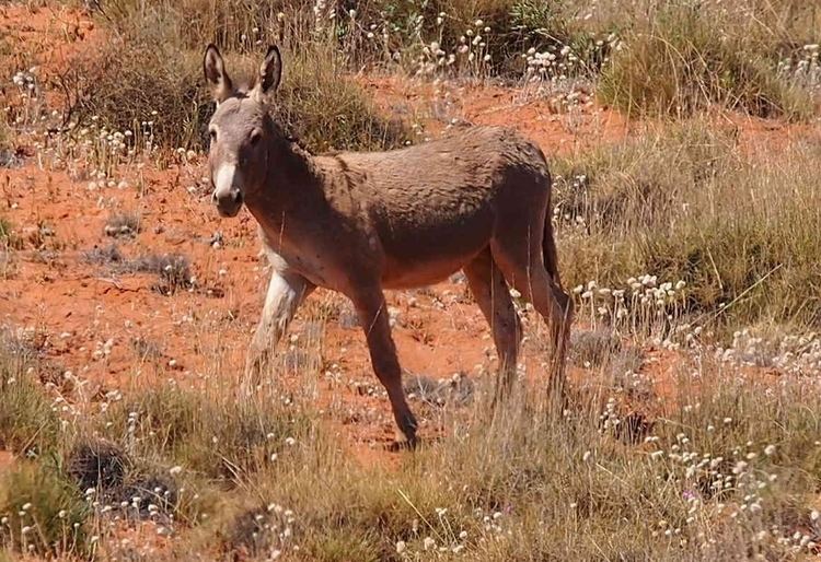 Feral donkeys in Australia