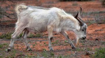 Feral goat Feral Goat Control Australian Feral Management