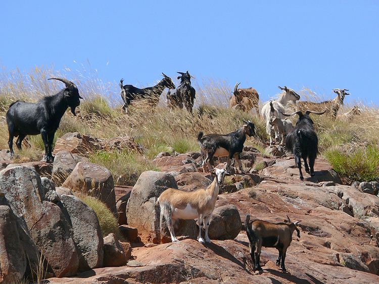 Feral goat Goat feral or wild AZ of pest animals Pest animals Pests