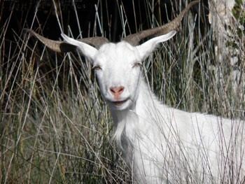 Feral goat dpipwetasgovauContentImageswFeralGoatIACR