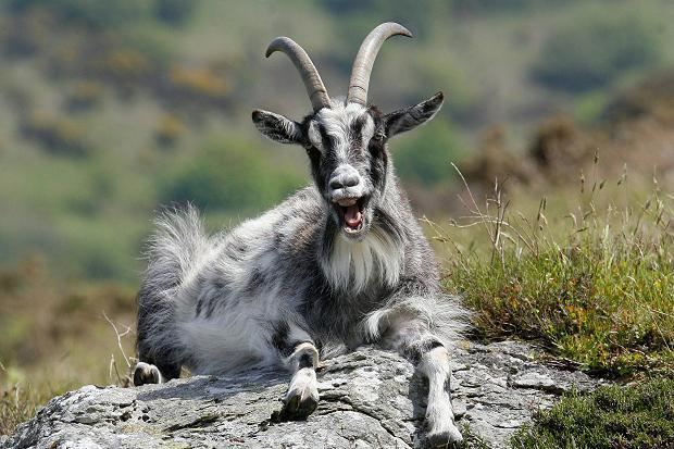 Feral goat Information THE INVASION OF THE FERAL GOAT