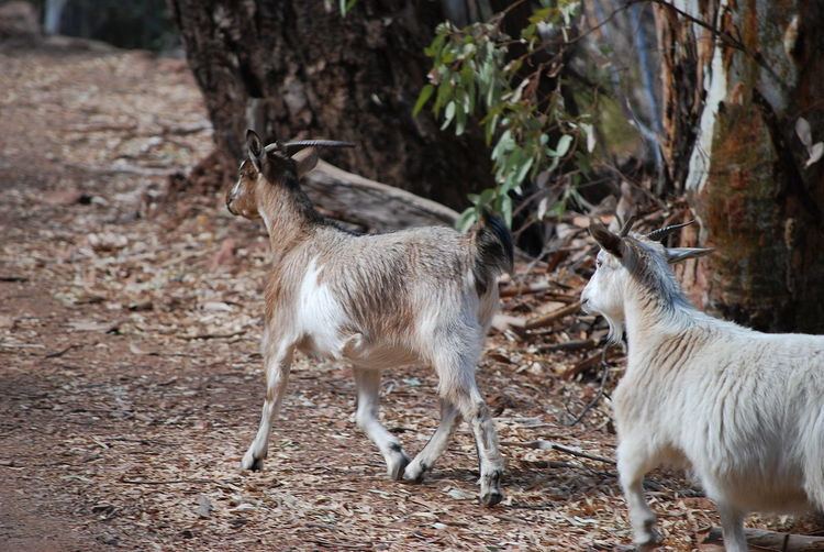 Feral goats in Australia