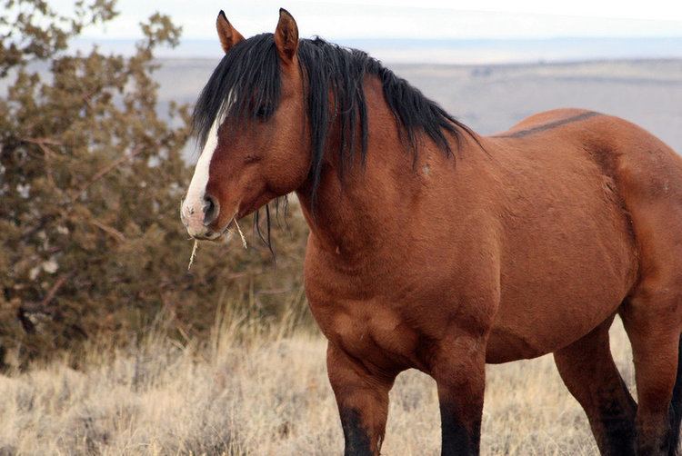 Feral horse Feral Horse by ANIMAxphoto on DeviantArt