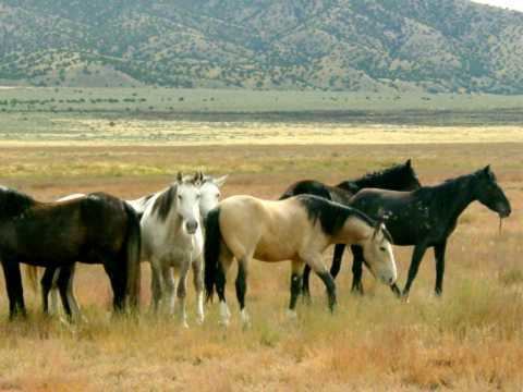 Feral horse Mountain Prairie Feral Horses