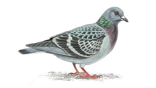 Feral pigeon The RSPB Rock dove