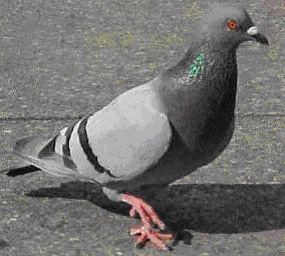 Feral pigeon Feral pigeon Species page