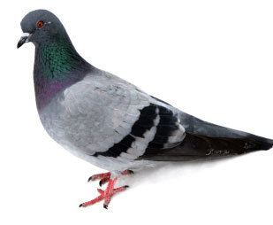 Feral pigeon Feral Pigeons